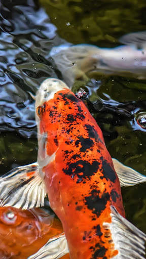 Koi Fish in the Pond screenshot 1