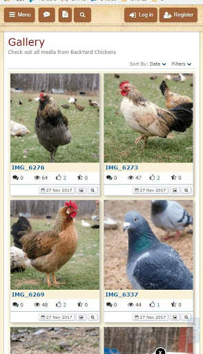 BackYard Chickens BYC screenshot 6