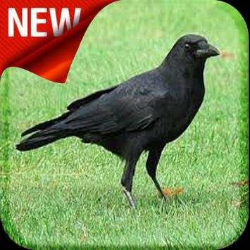 American Crow Bird Sound screenshot 1