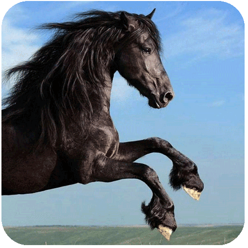 Horse Racing Tips Australia icon