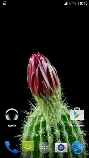 Cactus. Video Wallpaper screenshot 1