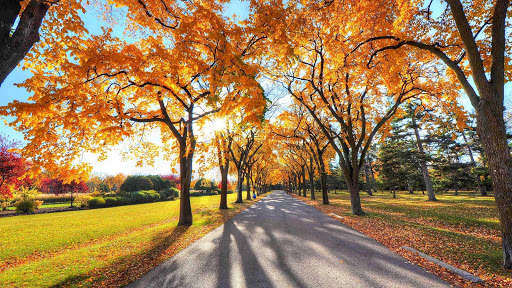Autumn Wallpapers HD & 4k Backgrounds screenshot 15