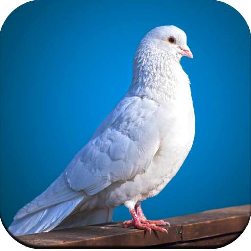 Bird Wallpaper 4K 1.12