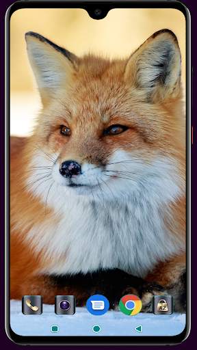 Fox Wallpaper 4K Latest screenshot 1