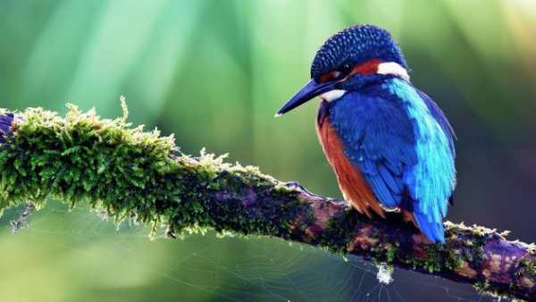 Birds. Live wallpaper स्क्रीनशॉट 4