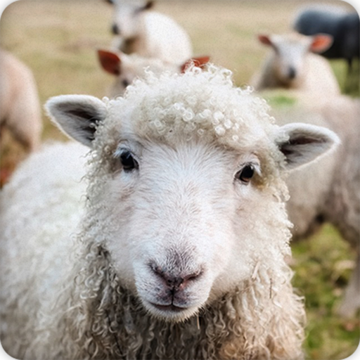 Sheep Sounds Ringtone icon