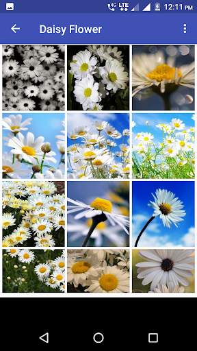 Daisy Flower HD Wallpaper скриншот 7
