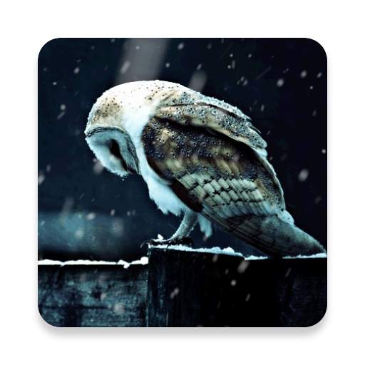 Sad Owl HD Livewallpaper 1.2.2