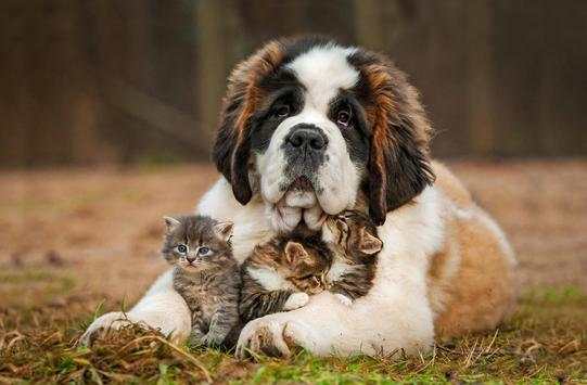 Saint Bernard Live Wallpaper screenshot 1