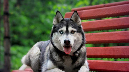 Husky Live Wallpaper screenshot 7