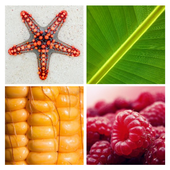 4 Pics 1 Word icon