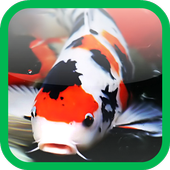 Fancy carp wallpaper icon