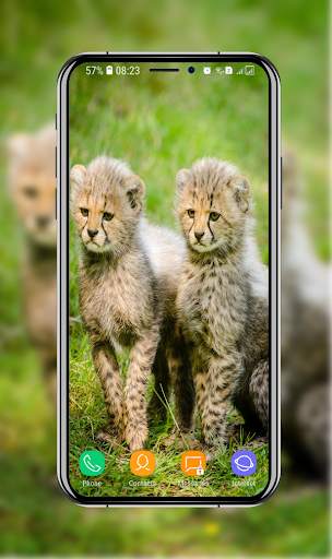 New Cheetah Wallpapers screenshot 7