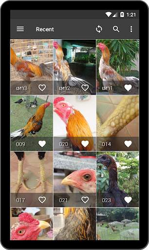 วอลเปเปอร์ไก่ชนไทย screenshot 7
