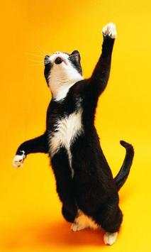 Funny Cats Jigsaw Puzzles screenshot 1