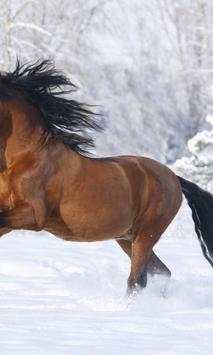 Horse wallpapers screenshot 4