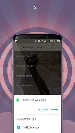 Myna Bird Sounds screenshot 4