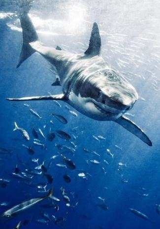 Shark Wallpaper screenshot 3