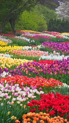 Spring Wallpapers : backgrounds hd screenshot 3