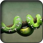 Snakes Wallpapers 5.0