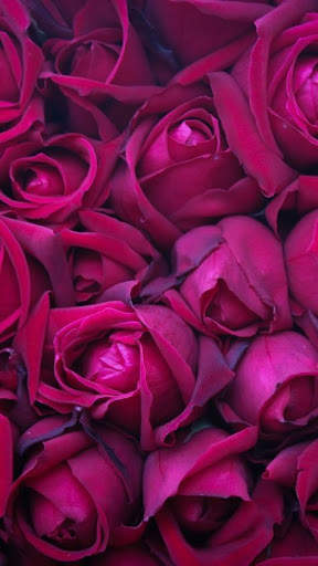 I Love Flowers Live Wallpapers, Free Rose Images screenshot 8