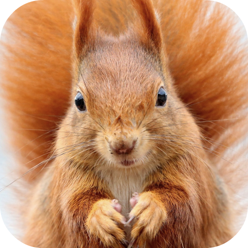 Squirrel Wallpaper icon