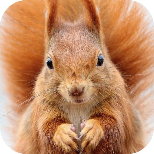 Squirrel Wallpaper 1.0