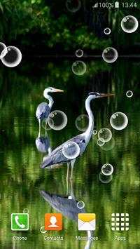 Birds Live Wallpapers screenshot 3