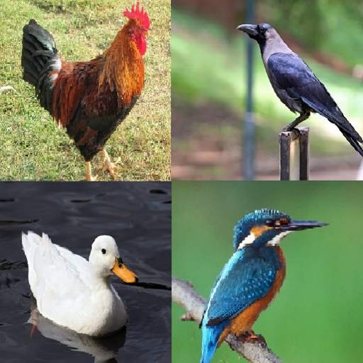 Birds Names 1.2