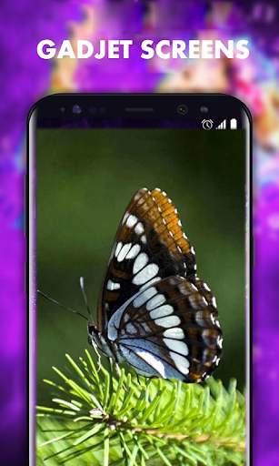 Beautiful Butterfly Wallpapers HD screenshot 1
