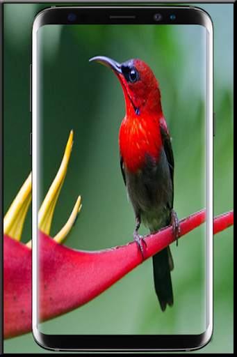 Beautiful Birds Wallpaper screenshot 4