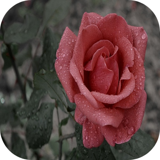 Red rose icon