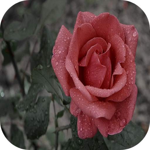Red rose 4.0
