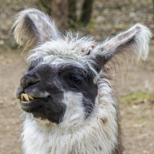 Funny Animal Pictures screenshot 3