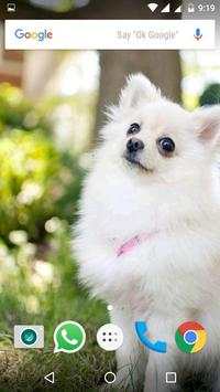 Pomeranian Dog HD Wallpapers 4 تصوير الشاشة