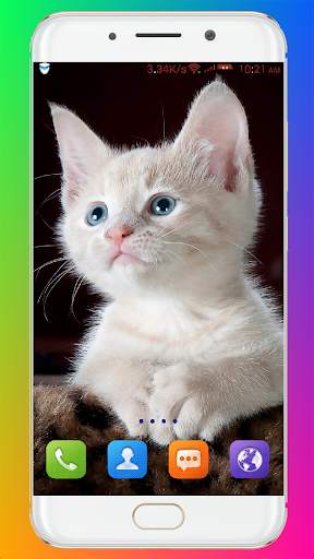 Cat Wallpaper HD screenshot 3