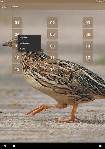 Quail Bird (Animal) Sounds स्क्रीनशॉट 6