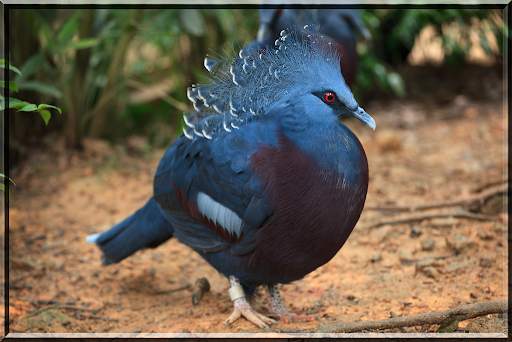 Birds Jigsaw Puzzles स्क्रीनशॉट 7