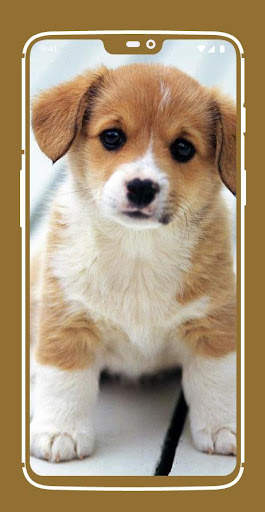 Cute Puppy Wallpapers screenshot 7