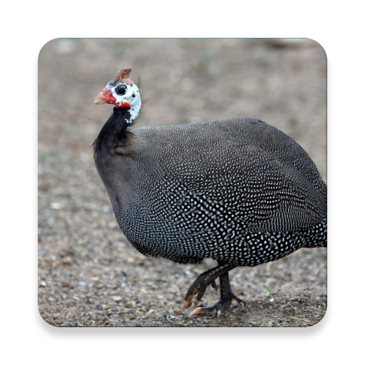 Guinea Fowl Sound Collections  icon