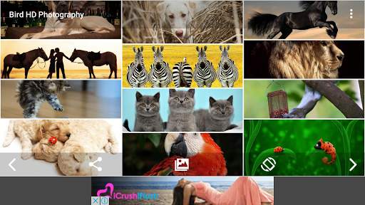 Bird & Animal HD Wallpaper screenshot 7