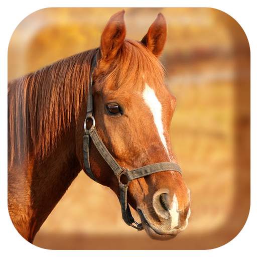 Horse Sounds 1.4