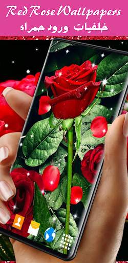 Red rose wallpapers HD | offline screenshot 3