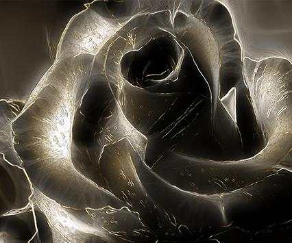 Black Roses Wallpapers screenshot 2