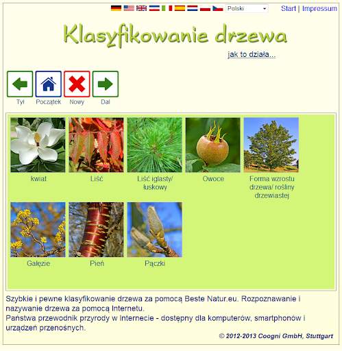 Klasyfikowanie drzewa screenshot 1