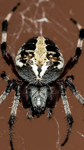 Spider Wallpapers screenshot 9