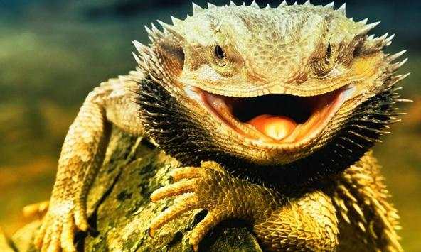 Lizard wallpapers screenshot 2