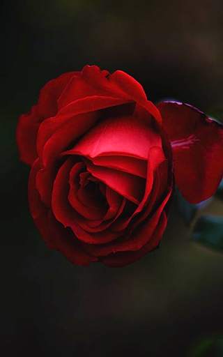 Rose Wallpaper HD screenshot 4