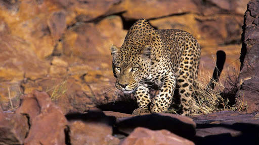 Forest Animal Wild Simulator screenshot 3
