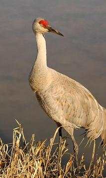Sandhill Crane Wallpaper screenshot 2